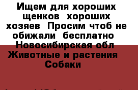 Ищем для хороших щенков, хороших хозяев. Просим чтоб не обижали, бесплатно - Новосибирская обл. Животные и растения » Собаки   